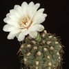 Gymnocalycium_deezianum